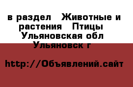  в раздел : Животные и растения » Птицы . Ульяновская обл.,Ульяновск г.